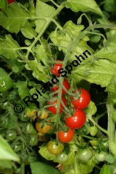 Johannisbeer-Tomate, Lycopersicon esculentum var. pimpinellifolium, Lycopersicon pimpinellifolium Kauf von 06793_lycopersicon_esculentum_pimpinellifolium_img_0184.jpg