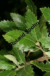 Spanische Eiche, Quercus x hispanica, Quercus hispanica Kauf von 06806_quercus_hispanica_img_0370.jpg