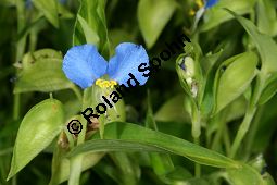 Gewöhnliche Commeline, Gewöhnliche Tagblume, Commelina communis Kauf von 06809_commelina_communis_img_0388.jpg