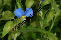 Gewöhnliche Commeline, Gewöhnliche Tagblume, Commelina communis Kauf von 06809_commelina_communis_img_0389.jpg