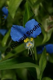 Gewöhnliche Commeline, Gewöhnliche Tagblume, Commelina communis Kauf von 06809_commelina_communis_img_0390.jpg