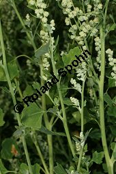 Schneeballblättriger Gänsefuß, Chenopodium opulifolium Kauf von 06811_chenopodium_opulifolium_img_0396.jpg