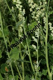 Schneeballblttriger Gnsefu, Chenopodium opulifolium Kauf von 06811_chenopodium_opulifolium_img_0396.jpg