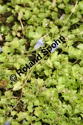 Efeu-Moorglöckchen, Wahlenbergia hederacea Kauf von 06813_wahlenbergia_hederacea_img_0429.jpg