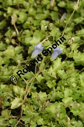 Efeu-Moorglöckchen, Wahlenbergia hederacea Kauf von 06813_wahlenbergia_hederacea_img_0430.jpg