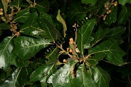 Schwarz-Eiche, Quercus marilandica Kauf von 06814_quercus_marilandica_img_0472.jpg