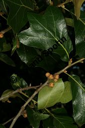 Schwarz-Eiche, Quercus marilandica Kauf von 06814_quercus_marilandica_img_0473.jpg