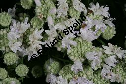 Amerikanische Bergminze, Pycnanthemum virginicum Kauf von 06815_pycnanthemum_virginicum_img_0484.jpg