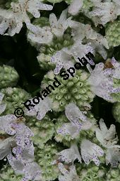 Amerikanische Bergminze, Pycnanthemum virginicum Kauf von 06815_pycnanthemum_virginicum_img_0485.jpg