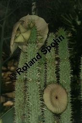 Hoodia gordonii Kauf von 06816_hoodia_gordonii_img_0514.jpg