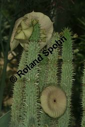 Hoodia gordonii Kauf von 06816_hoodia_gordonii_img_0518.jpg