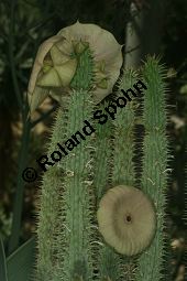 Hoodia gordonii Kauf von 06816_hoodia_gordonii_img_0523.jpg