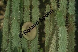 Hoodia gordonii Kauf von 06816_hoodia_gordonii_img_0524.jpg