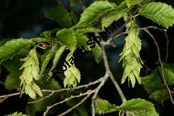 Orientalische Hainbuche, Orientalische Weibuche, Carpinus orientalis Kauf von 06827_carpinus_orientalis_img_1250.jpg