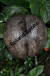 Seychellennuss, Seychellennusspalme, Lodoicea maldivica, Lodoicea maldivica, Seychellennusspalme, Arecaceae, Stammausschnitt Kauf von 06844_lodoicea_maldivica_dsc_1706.jpg