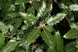 Kew-Eiche, Quercus x kewensis, Quercus kewensis Kauf von 06894_quercus_kewensis_img_1792.jpg