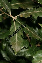 Kew-Eiche, Quercus x kewensis, Quercus kewensis Kauf von 06894_quercus_kewensis_img_1793.jpg