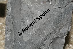 Lepidodendron sp., Fossil, Großbritannien, Karbonzeitalter Kauf von 06900_lepidodendron_sp_img_1938.jpg