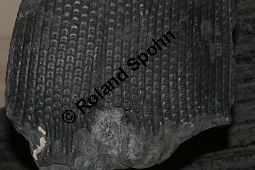Siegelbaum, Sigillaria tesselata, aus dem Karbonzeitalter, Englang Kauf von 06901_sigillaria_tesselata_img_1941.jpg