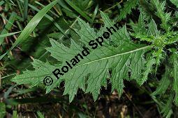 Krause Distel, Carduus crispus, Asteraceae, Carduus crispus, Krause Distel, Stängelausschnitt Kauf von 06937_carduus_crispus_dsc_0172.jpg