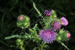 Krause Distel, Carduus crispus, Asteraceae, Carduus crispus, Krause Distel, Stngelausschnitt Kauf von 06937_carduus_crispus_dsc_0174.jpg