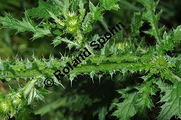 Krause Distel, Carduus crispus, Asteraceae, Carduus crispus, Krause Distel, Stängelausschnitt Kauf von 06937_carduus_crispus_dsc_0175.jpg