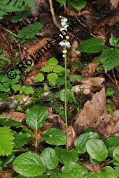 Kleines Wintergrün, Pyrola minor, Pyrola minor, Kleines Wintergrün, Ericaceae, Habitus blühend Kauf von 06940_pyrola_minor_dsc_2502.jpg