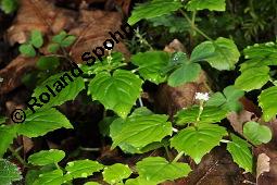 Alpen-Hexenkraut, Circaea alpina, Circaea alpina, Alpen-Hexenkraut, Onagraceae, Habitus blühend Kauf von 06943_circaea_alpina_dsc_2501.jpg