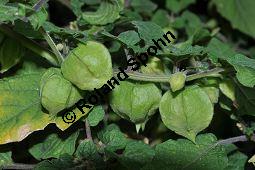 Erdkirsche, Erdbeertomate, Physalis pruinosa, Solanaceae, Erdkirsche, Erbeertomate, fruchtend Kauf von 06994_physalis_pruinosa_dsc_0415.jpg