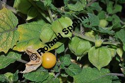 Erdkirsche, Erdbeertomate, Physalis pruinosa, Solanaceae, Erdkirsche, Erbeertomate, fruchtend Kauf von 06994_physalis_pruinosa_dsc_0416.jpg