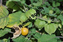 Erdkirsche, Erdbeertomate, Physalis pruinosa, Solanaceae, Erdkirsche, Erbeertomate, fruchtend Kauf von 06994_physalis_pruinosa_dsc_0417.jpg