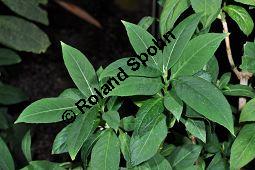 Dichroa febrifuga, Hydrangeaceae, Dichroa febrifuga, Beblttert Kauf von 07005_dichroa_febrifuga_dsc_0869.jpg