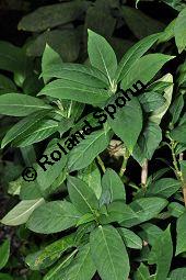 Dichroa febrifuga, Hydrangeaceae, Dichroa febrifuga, Beblättert Kauf von 07005_dichroa_febrifuga_dsc_0870.jpg
