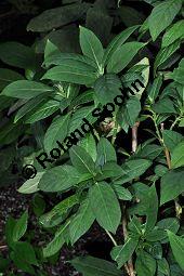 Dichroa febrifuga, Hydrangeaceae, Dichroa febrifuga, Beblttert Kauf von 07005_dichroa_febrifuga_dsc_0871.jpg