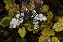 Westamerikanische Schneebeere, Wolfsbeere, Symphoricarpos occidentalis, Caprifoliaceae, Symphoricarpos occidentalis, Westamerikanische Schneebeere, Wolfsbeere, fruchtend Kauf von 07009_symphoricarpos_occidentalis_dsc_0969.jpg