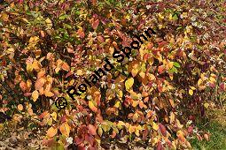 Seidenhaariger Hartriegel, Cornus amomum, Cornaceae, Cornus amomum, Seidenhaariger Hartriegel, fruchtend und Herbstfärbung Kauf von 07010_cornus_amomum_dsc_0986.jpg