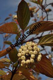 Seidenhaariger Hartriegel, Cornus amomum, Cornaceae, Cornus amomum, Seidenhaariger Hartriegel, fruchtend und Herbstfrbung Kauf von 07010_cornus_amomum_dsc_0989.jpg