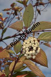 Seidenhaariger Hartriegel, Cornus amomum, Cornaceae, Cornus amomum, Seidenhaariger Hartriegel, fruchtend und Herbstfrbung Kauf von 07010_cornus_amomum_dsc_0990.jpg