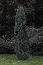 Ellwoods Scheinzypresse, Lawsons Scheinzypresse 'Ellwoodii', Chamaecyparis lawsoniana 'Ellwoodii', Cupressaceae, Chamaecyparis lawsoniana 'Ellwoodii', Ellwoods Scheinzypresse, Lawsons Scheinzypresse 'Ellwoodii', Zweig benadelt Kauf von 07012_chamaecyparis_lawsoniana_ellwoodii_dsc_1030.jpg