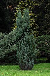 Ellwoods Scheinzypresse, Lawsons Scheinzypresse 'Ellwoodii', Chamaecyparis lawsoniana 'Ellwoodii', Cupressaceae, Chamaecyparis lawsoniana 'Ellwoodii', Ellwoods Scheinzypresse, Lawsons Scheinzypresse 'Ellwoodii', Zweig benadelt Kauf von 07012_chamaecyparis_lawsoniana_ellwoodii_dsc_1031.jpg