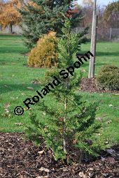 Hinoki-Scheinzypresse 'Drath', Chamaecyparis obtusa 'Drath', Cupressaceae, Chamaecyparis obtusa 'Drath', Hinoki-Scheinzypresse 'Drath', Habitus jung Kauf von 07016_chamaecyparis_obtusa_drath_dsc_1088.jpg