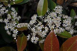 Rotlaubige Glanzmispel 'Red Robin', Rotlaubige Lorbeermispel 'Red Robin', Photinia fraseri 'Red Robin', Photinia x fraseri 'Red Robin', Rosaceae, Photinia fraseri 'Red Robin', Photinia x fraseri 'Red Robin', Rotlaubige Glanzmispel 'Red Robin', Rotlaubige Lorbeermispel 'Red Robin', Blhend Kauf von 07018_photinia_fraseri_redrobin_dsc_3651.jpg