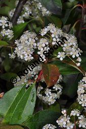 Rotlaubige Glanzmispel 'Red Robin', Rotlaubige Lorbeermispel 'Red Robin', Photinia fraseri 'Red Robin', Photinia x fraseri 'Red Robin', Rosaceae, Photinia fraseri 'Red Robin', Photinia x fraseri 'Red Robin', Rotlaubige Glanzmispel 'Red Robin', Rotlaubige Lorbeermispel 'Red Robin', Blühend Kauf von 07018_photinia_fraseri_redrobin_dsc_3654.jpg