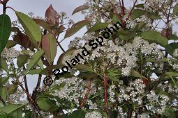 Rotlaubige Glanzmispel 'Red Robin', Rotlaubige Lorbeermispel 'Red Robin', Photinia fraseri 'Red Robin', Photinia x fraseri 'Red Robin', Rosaceae, Photinia fraseri 'Red Robin', Photinia x fraseri 'Red Robin', Rotlaubige Glanzmispel 'Red Robin', Rotlaubige Lorbeermispel 'Red Robin', Blühend Kauf von 07018_photinia_fraseri_redrobin_dsc_3656.jpg