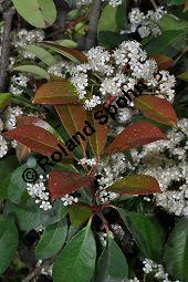 Rotlaubige Glanzmispel 'Red Robin', Rotlaubige Lorbeermispel 'Red Robin', Photinia fraseri 'Red Robin', Photinia x fraseri 'Red Robin', Rosaceae, Photinia fraseri 'Red Robin', Photinia x fraseri 'Red Robin', Rotlaubige Glanzmispel 'Red Robin', Rotlaubige Lorbeermispel 'Red Robin', Blühend Kauf von 07018_photinia_fraseri_redrobin_dsc_3657.jpg