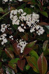 Rotlaubige Glanzmispel 'Red Robin', Rotlaubige Lorbeermispel 'Red Robin', Photinia fraseri 'Red Robin', Photinia x fraseri 'Red Robin', Rosaceae, Photinia fraseri 'Red Robin', Photinia x fraseri 'Red Robin', Rotlaubige Glanzmispel 'Red Robin', Rotlaubige Lorbeermispel 'Red Robin', Blühend Kauf von 07018_photinia_fraseri_redrobin_dsc_3669.jpg