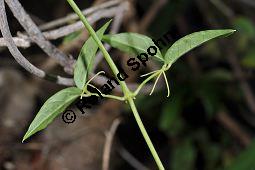 Krallentrompete, Macfadyena unguis-cati, Bignoniaceae, Macfadyena unguis-cati, Krallentrompete, Beblttert mit Ranken Kauf von 07020_macfadyena_unguis_cati_dsc_1603.jpg