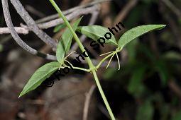 Krallentrompete, Macfadyena unguis-cati, Bignoniaceae, Macfadyena unguis-cati, Krallentrompete, Beblättert mit Ranken Kauf von 07020_macfadyena_unguis_cati_dsc_1604.jpg