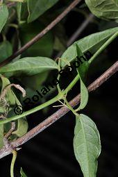 Krallentrompete, Macfadyena unguis-cati, Bignoniaceae, Macfadyena unguis-cati, Krallentrompete, Beblättert mit Ranken Kauf von 07020_macfadyena_unguis_cati_dsc_1608.jpg