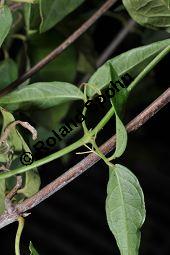 Krallentrompete, Macfadyena unguis-cati, Bignoniaceae, Macfadyena unguis-cati, Krallentrompete, Beblttert mit Ranken Kauf von 07020_macfadyena_unguis_cati_dsc_1608.jpg